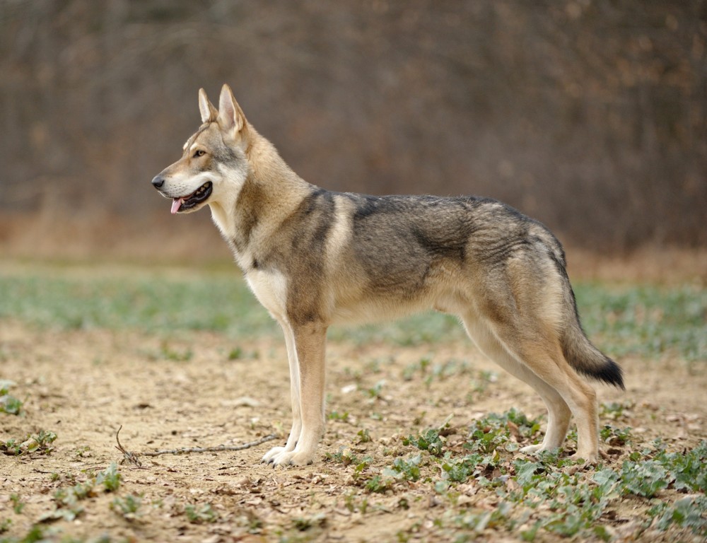 Saarlooswolfhond F.C.I. standaard