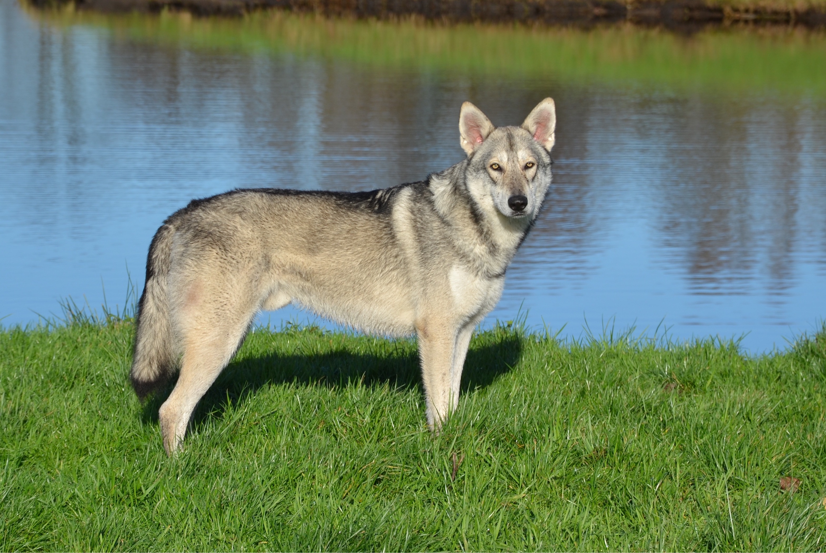 Hessel