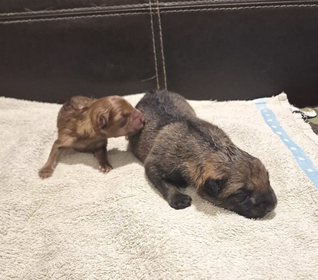 2 Pups van Frigg