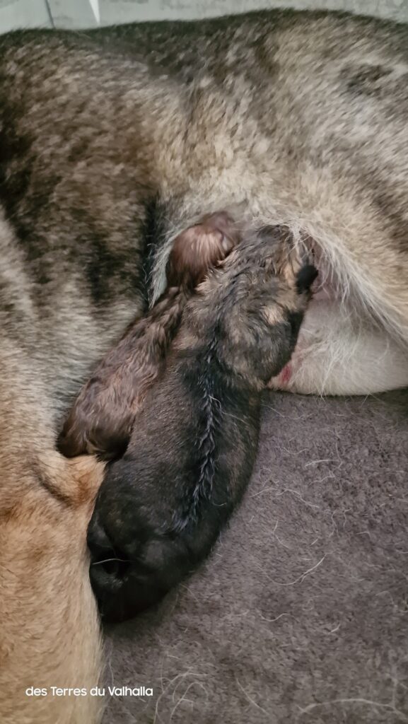 Pups van Frigg
