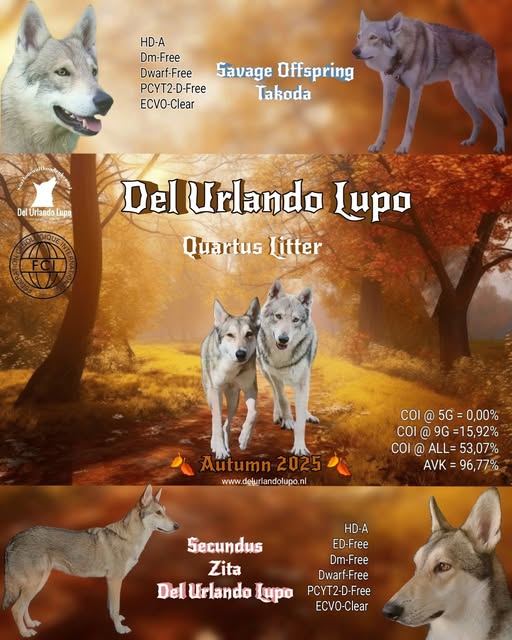 Orlando Lupo